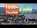 Голуби в небе 1000+ (тренировка)Pigeons in the sky 1000+ (training)