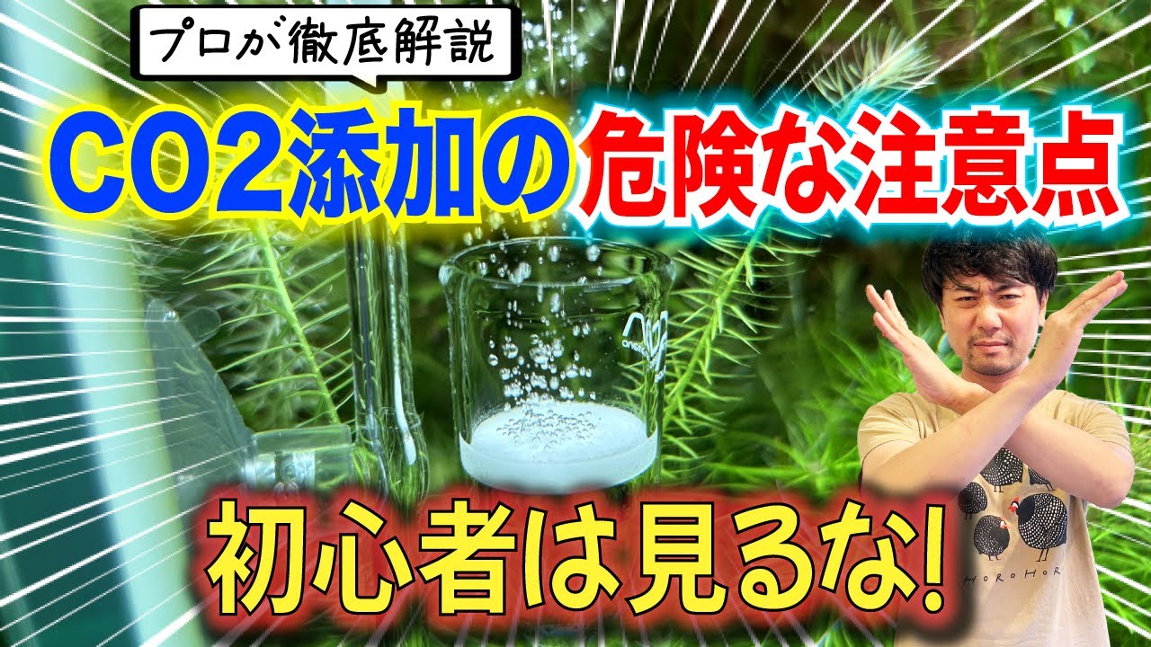 Recommended amount of CO2 to add to a planted aquarium! Be careful