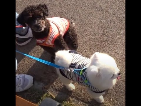 아름다운 중앙호수 공원에서 만난  귀여운 강아지들..<strong>Cute</strong> puppies that I met at the beautiful  lake <strong>park</strong>..Jeonju 全州市. KOREA