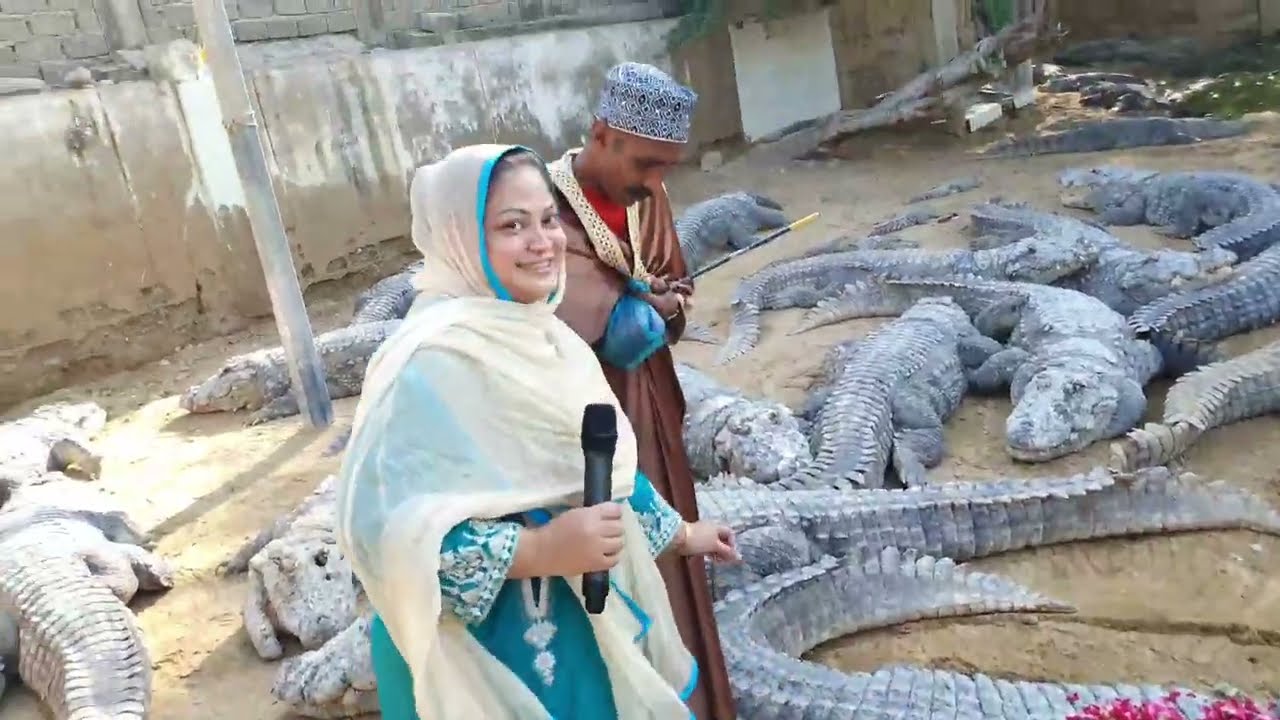 Deadly crocodiles in Manghopir