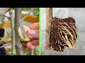 Extract rose branches with bananas | How to grow roses