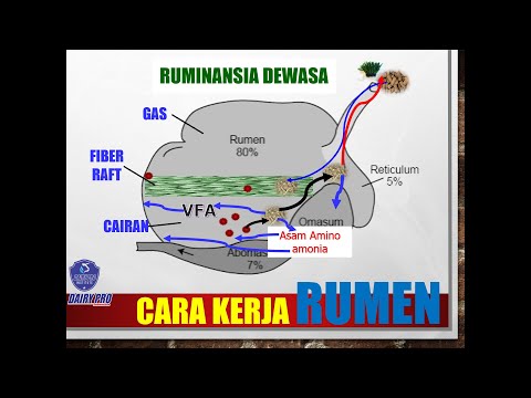 Video: Apakah asidosis ruminal subakut?