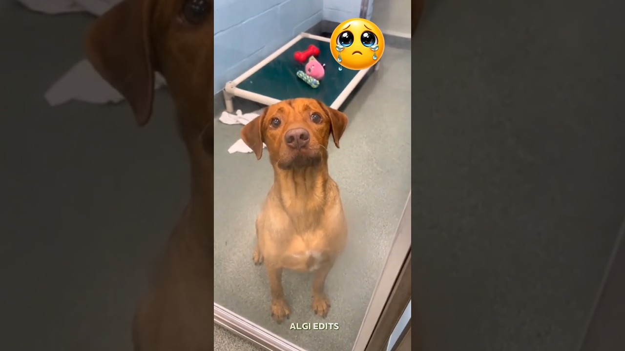 They are all waiting to be adopted, watch till the end 🥹❤️‍🩹 #respect #helping #dogs #shorts