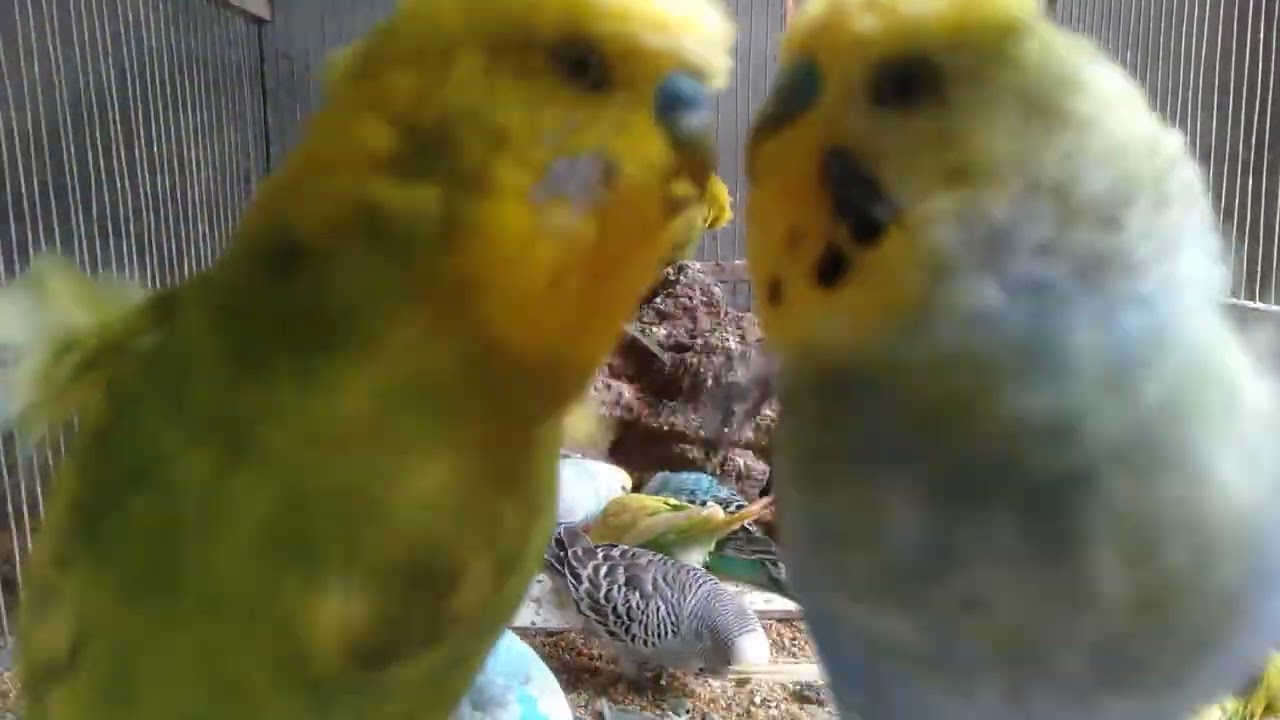 🏡前半は地味…後半で完成する“村”の全貌