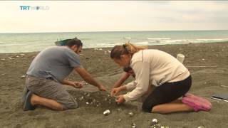 Turtles In Turkey Hatching Season Starts For Turtles In Turkey, Ediz Tiyansan Reports