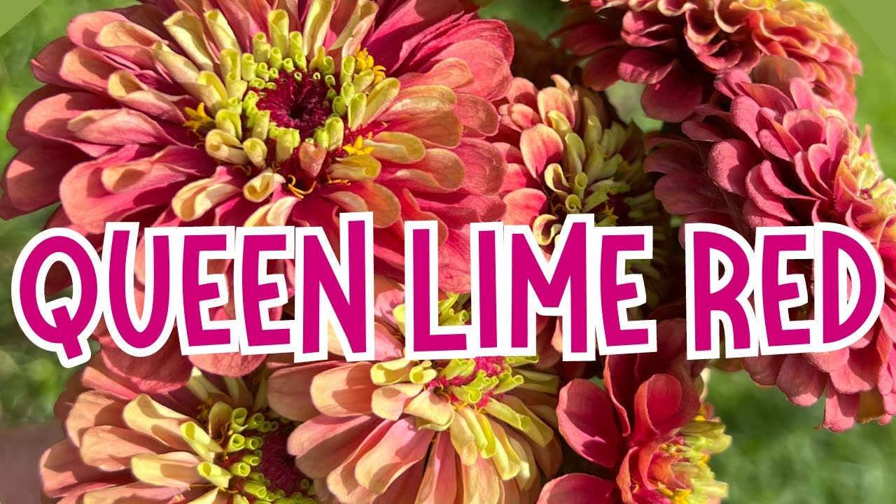 BAKER CREEK Growing queen lime red ZINNIAS for entire season and
