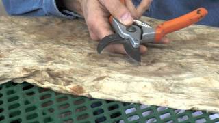 How to Clean and Sharpen Pruning Tools