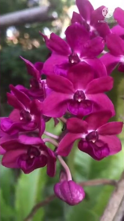 ช้างแดง (Rhynchostylis gigantea)BeatSync - Old Funk ,#Shorts