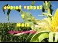 Cultivo de Judias verdes y maíz ||  asociación precolombina || Tu Huerto Facil || #tuhuertofacil