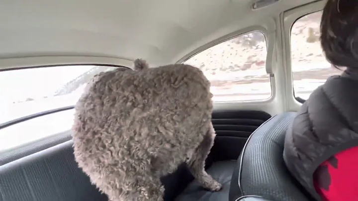 1967 Beetle: Driving video Bring-a-Trailer