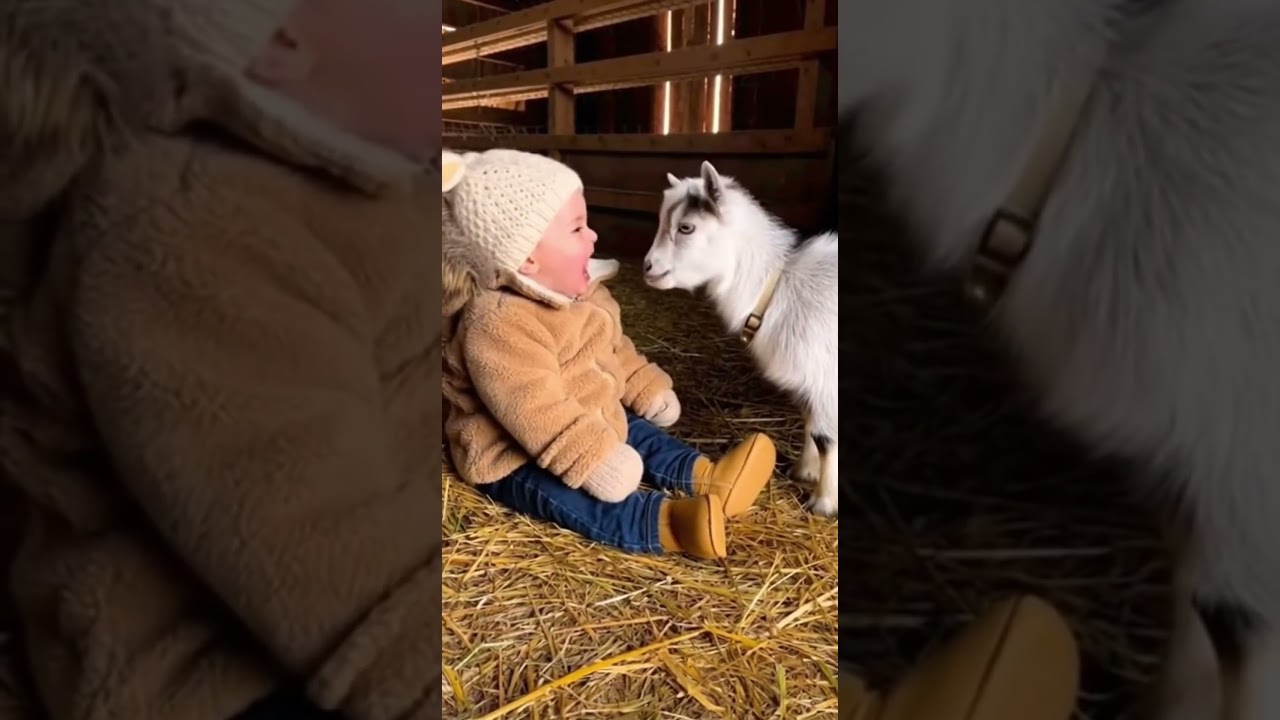 Baby Talks to Cute Goat 🐐