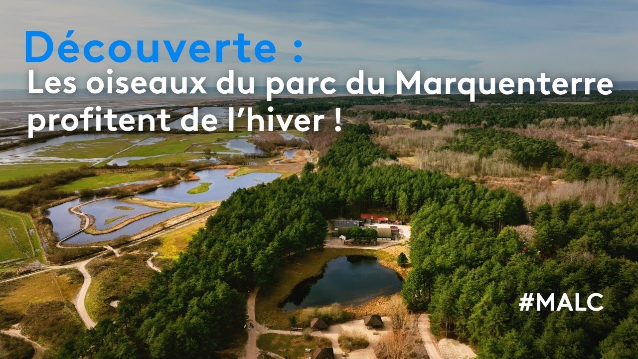Découverte : les oiseaux du Marquenterre profitent de l'hiver !