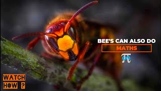 🐝Bee's can also do maths | Watch how | Bee's waggle | Locate precisely| Waggle dance | BE CURIOUS |
