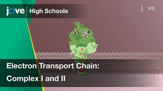 Electron Transport Chain: Complex I and II | Cell Bio | Video Textbooks - Preview