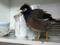 Talking Myna bird Kuzya-2. Говорящая  майна Кузя-2