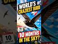 The Bird That Lives Entirely in the Sky #foryou #usa #uk #animals #ytshorts