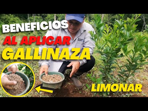 Video: Plantas de calabaza con bultos - Razones para las plantas con baches de calabaza