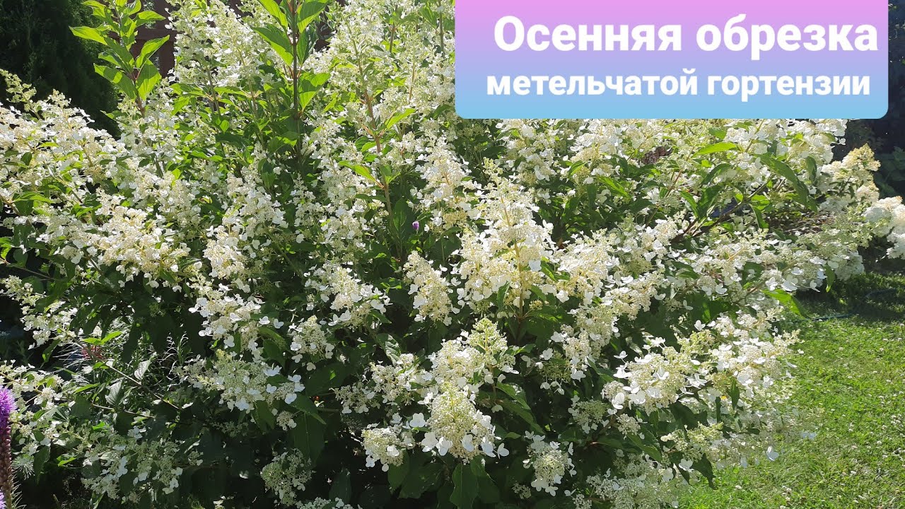 Особенности и характеристики культуры