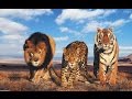 СБОРНИК мультфильмов про животных для детей. Львы, тигры, медведи и их друзья.