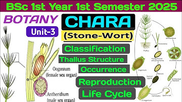 Chara BSc 1st Semester Botany // Chara Classification, Thallus Structure, Reproduction, Life Cycle 