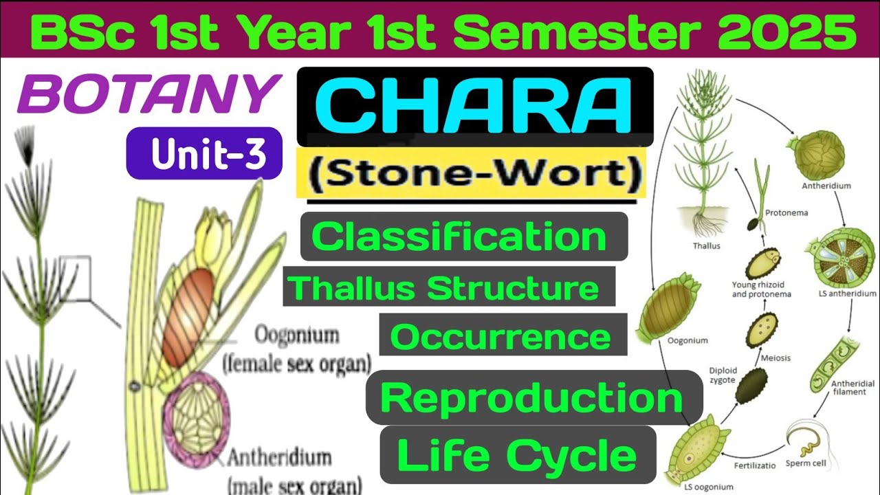 Chara BSc 1st Semester Botany // Chara Classification, Thallus ...