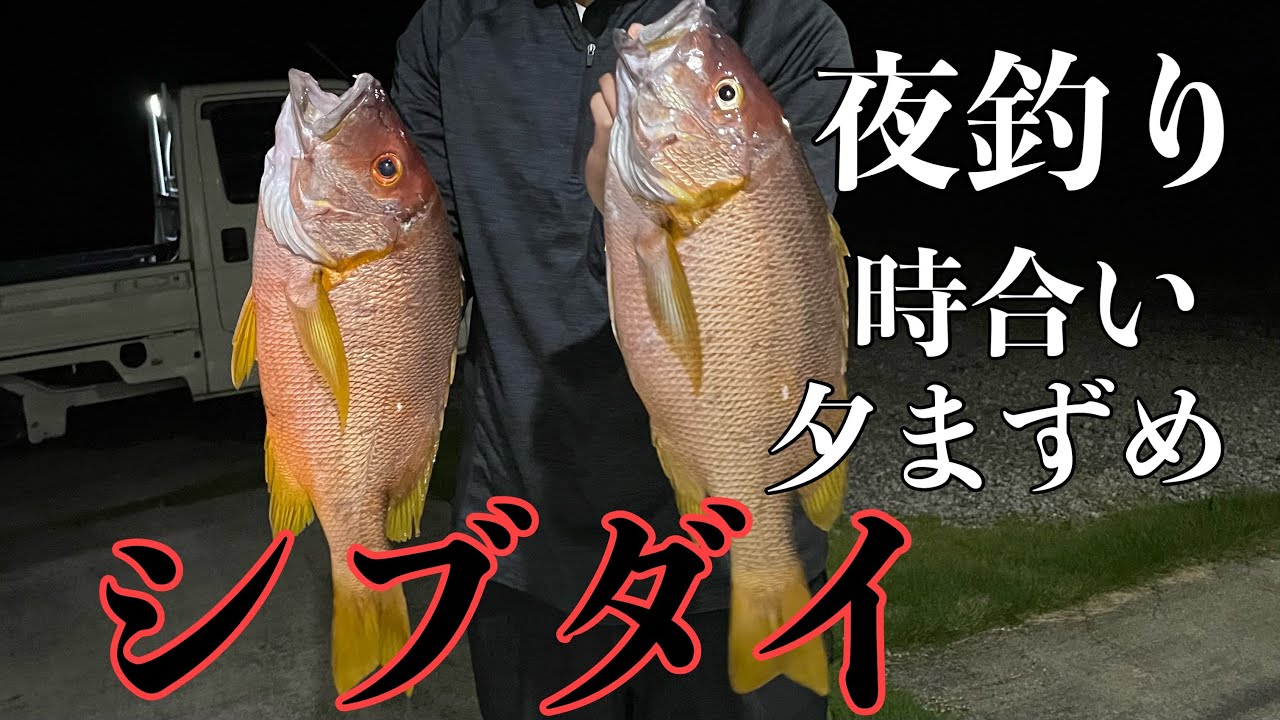 【シブダイ　夜釣り】ウキタロウの夏