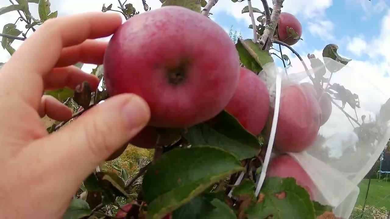 Sac a fruits