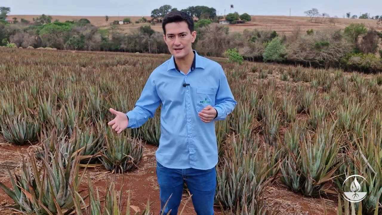 Aloe Fértil Brasil | Conheça o coração da empresa: nosso plantio orgânico de Aloe Vera
