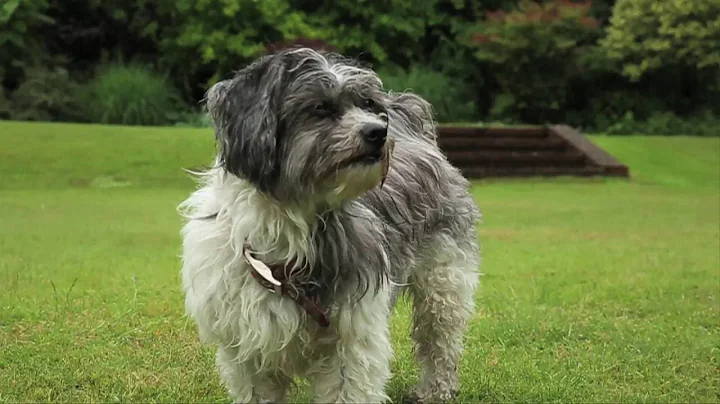 Peggy the Dog in Garden Patrol
