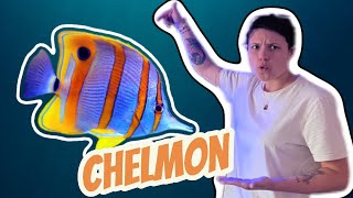 The Chelmon Rostratus - From the Amphiprion to the Zebrasoma - Episode 3