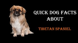 Quick Dog Facts About The Tibetan Spaniel!