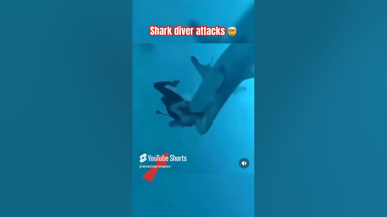 Shark Attack Caught on Camera – Diver's Lucky Escape! 😨 #shorts #ocean Shark Attack Caught on Camera – Diver's Lucky Escape! 😨 #shorts #ocean