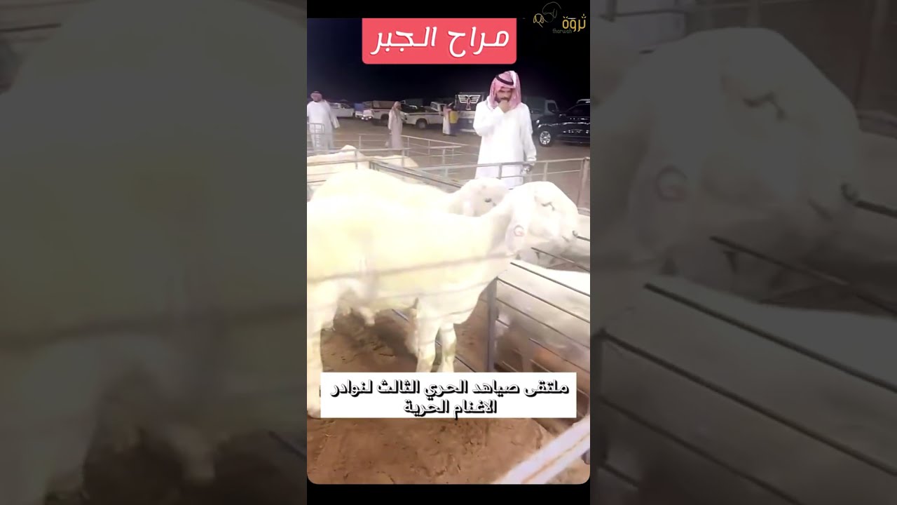 ملتقى صياهد الحري الثالث لنوادر الاغنام الحرية 2