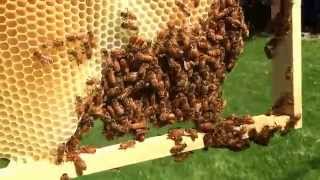 Honeybees Festooning