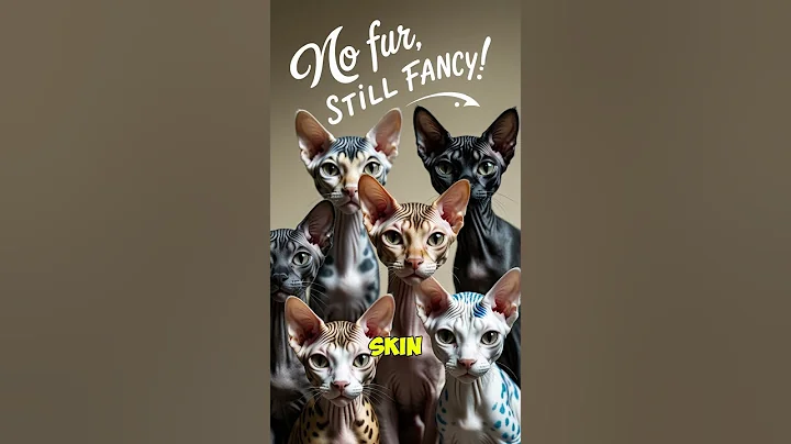 Watch the video about 5 Shocking Facts About Sphynx Cats You Didn't Know!