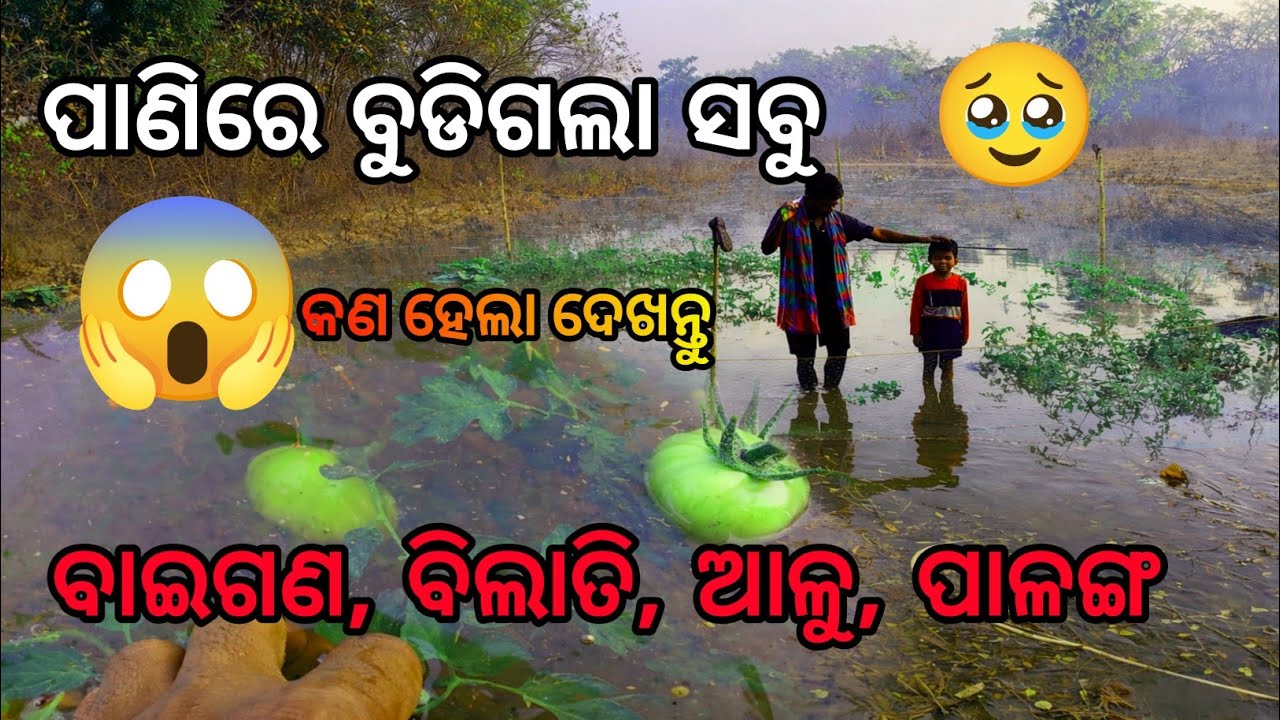 ପାଣିରେ ବୁଡିଗଲା ସବୁ |ବାଇଗଣ,ବିଲାତି,ଆଳୁ ପାଳଙ୍ଗ ସାଗ joto video/jata video/jatahari video/jatabhaivlogs