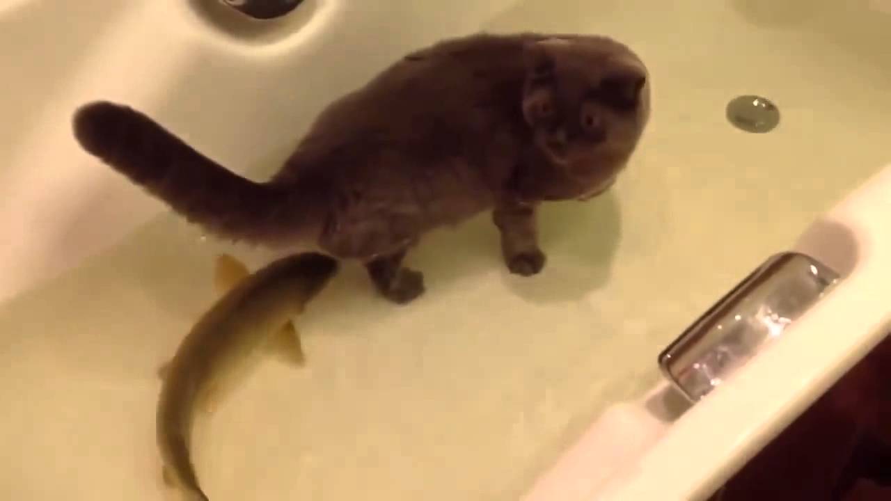Gambar Cat Teaser Tongkat Mainan Ikan Kucing Bergerak Gambar Di