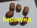 Фундук Керасунд, взвешивание сухих орехов ! Hazelnut Kerasund Weighing Dry Nuts