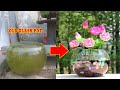 Learn Growing Mini Lotus In A Glass Pot Very Easily Only In 10 Minutes