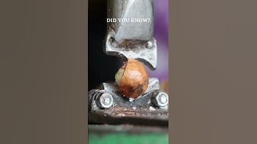 🌰🔨 Crack the Hard Macadamia Shell #didyouknow