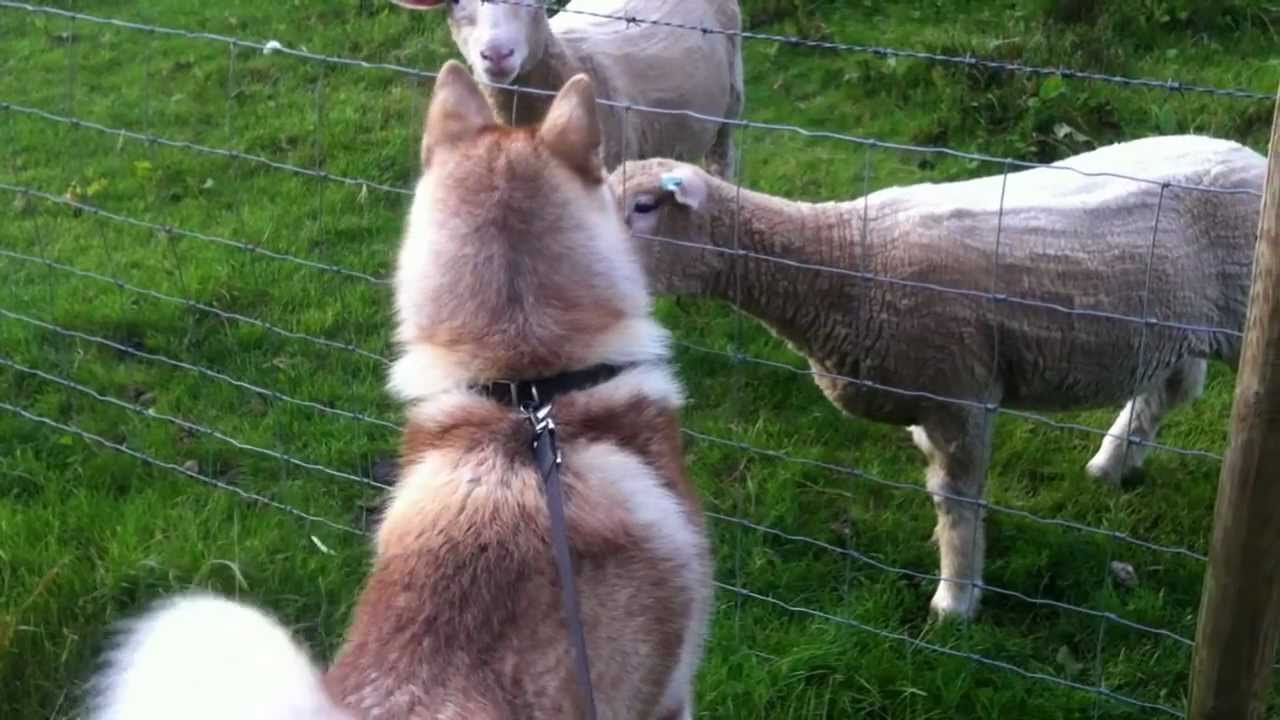 Kavik Alaskan Malamute Husky meets and greets sheep with kisses YouTube