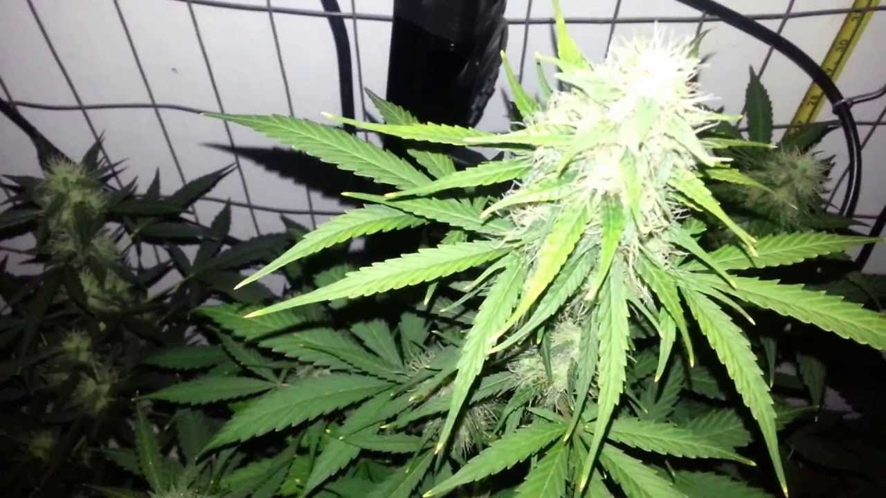 This is update,Container size does it matter,is this real?LED grow lights,howto