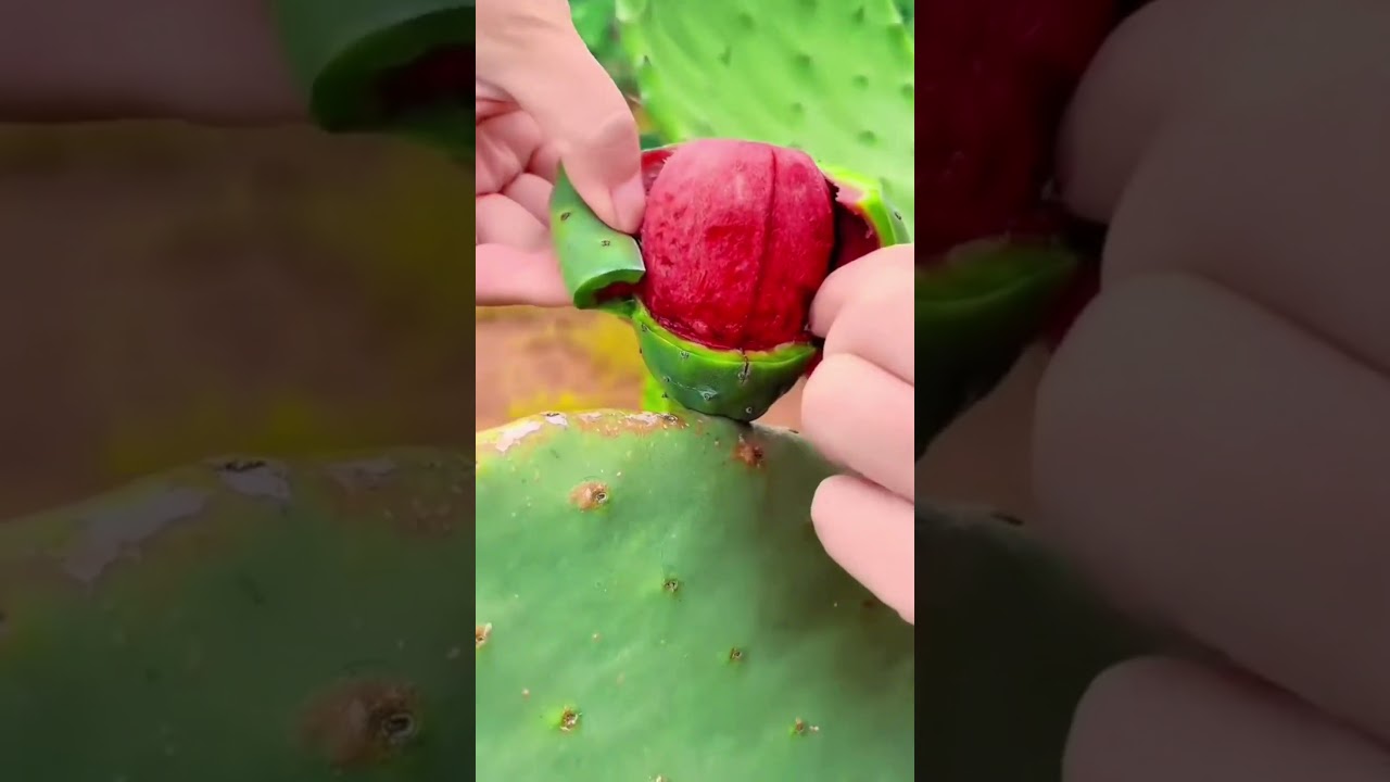 Cactus Fruit: The Hidden Gem of the Desert