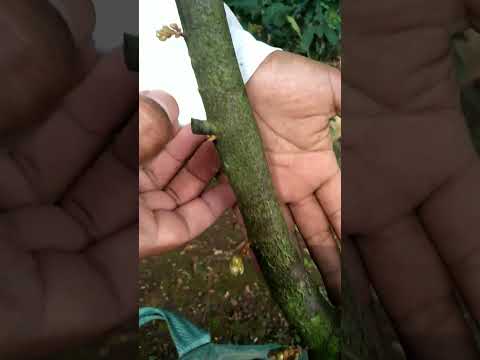 Video: Kapan blackthorn berbunga?