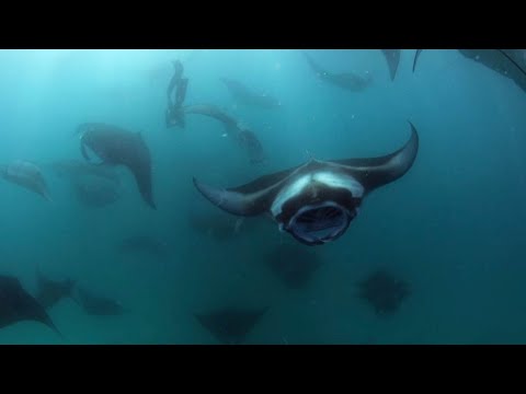 Diver Gets Stuck In A Manta Ray Highway