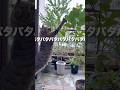 葉っぱをぱたぱたさせる猫さん