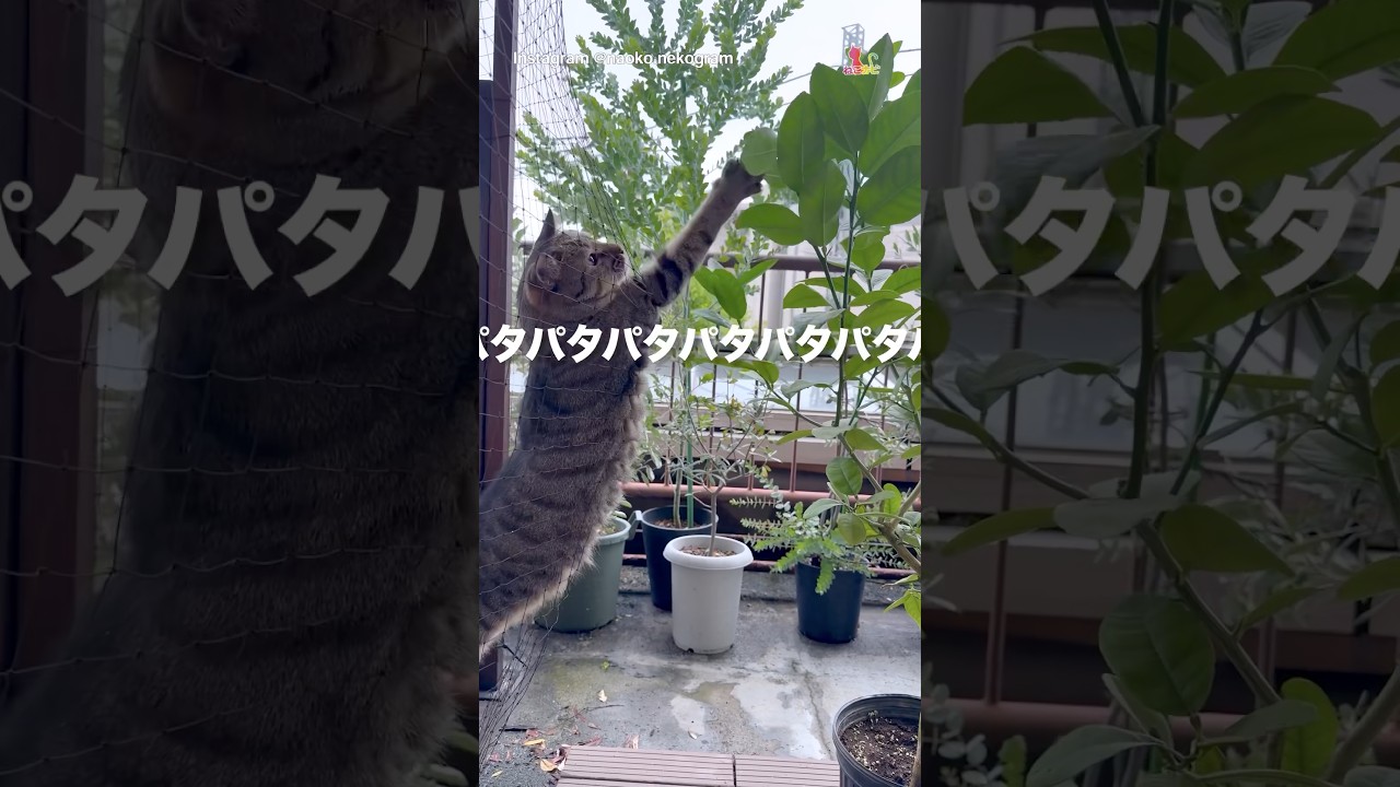 葉っぱをぱたぱたさせる猫さん