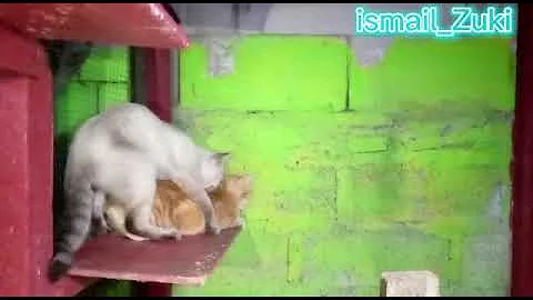 Video 652871: kucing bengal mix