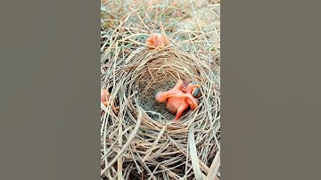 kedasih #pleci #fyoupage #fypシ #fyptiktok #muraibatu #birds #kicau #konin #aviary #kicau #cendet