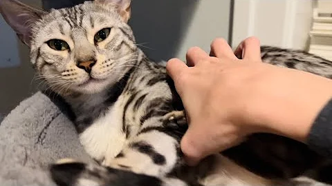 Video 3762811: purr meow, home bengal cats, cats meowing purring, cat facts, cat playing